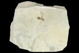 Fossil Wasp (Hymenoptera) - Green River Formation, Utah #109121-1